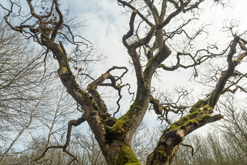 Fototapeta na wymiar Wide old mossy oak tree crown