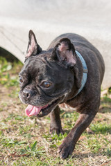 Frenchbulldog buhi