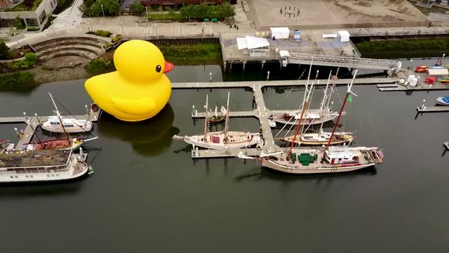 Aerial, reverse, drone shot away from a large sculptural duck-float and sailboats, at the Thea Foss Waterway, overcast day, in Washington state, USA