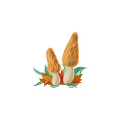 Morel mushrooms vector illustration in flat cartoon style.