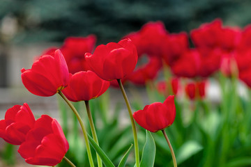 Obraz premium bunch of red tulip blooming in the garden. beautiful nature background in spring
