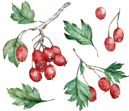 Watercolor illustration of hawthorn red berries and green leaves on branches. Botanical art. Hand-drawn clipart.