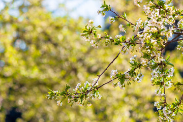apple branch in white blossom. beautiful green nature background on a sunny day in spring. blurred background
