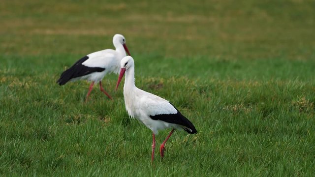 Two storks on a green meadow, one in the foreground and one walking in the background.