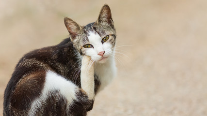 毛づくろいする野良猫