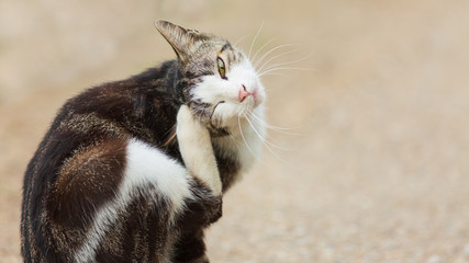 毛づくろいする野良猫