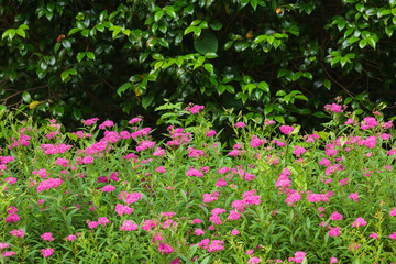 満開のシモツケの花