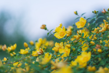 咲き乱れるキンシバイの花