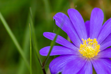 Fototapeta premium Leberblümchen (Hepatica nobilis oder Dreilappiges Leberblümchen) ist Blume des Jahres 2013 als Gattung der Windröschen und Kleinstaude im Frühling ein Augenschmaus zum Muttertag