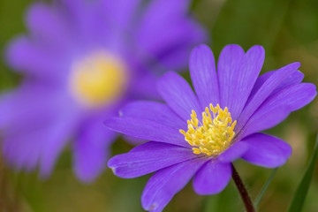 Leberblümchen (Hepatica nobilis oder Dreilappiges Leberblümchen) ist Blume des Jahres 2013 als...