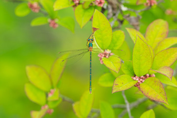 ウメモドキの葉に止まるオオアオイトトンボ
