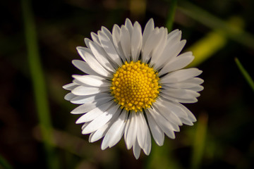 Obraz premium Blühende Gänseblümchen (Bellis perennis), auch Ausdauerndes Gänseblümchen, Mehrjähriges Gänseblümchen, Maßliebchen, Tausendschön, Monatsröserl, schweizerisch Margritli oder „Kleine Margerite“ genannt