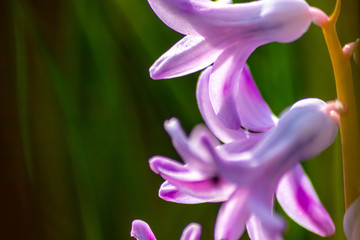 Bezaubernde lila Blütenkelche mit violett und pink heißen den Frühling willkommen im Garten in...