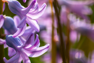 Bezaubernde lila Blütenkelche mit violett und pink heißen den Frühling willkommen im Garten in...