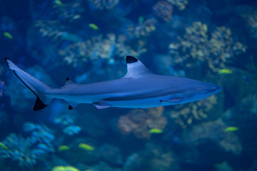 Fototapeta premium Tiburon