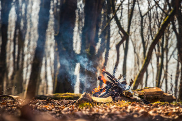 lightening fire in woods