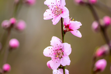 Prächtige Pfirsichblüte im Frühling lädt zur Bestäubung und Honigsuche durch Bienen und...