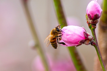 Fleißige Honigbiene sammelt Blütenpollen und Nektar einer Pfirsichblüte im Frühling zur Honigproduktion und Bestäubung für frisches Obst und schöne Blüten