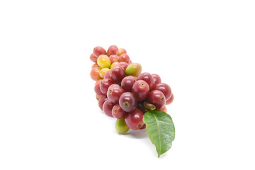 Coffee berries and leaves green on branch, White background.