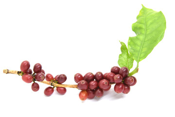 Coffee berries and leaves green on branch, White background.