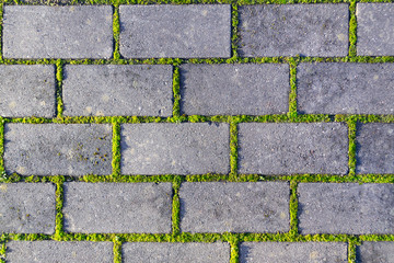 Cobbles close-up with a  green grass in the seams. Old stone pavement texture. Cobblestoned pavement . Abstract background.