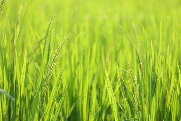 Rice paddy field under sunlight