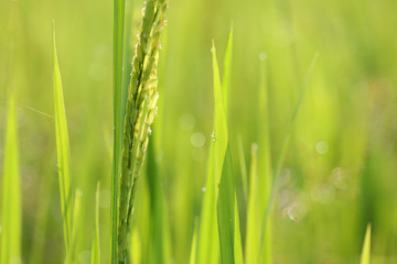 Green leaves close up under sunlight