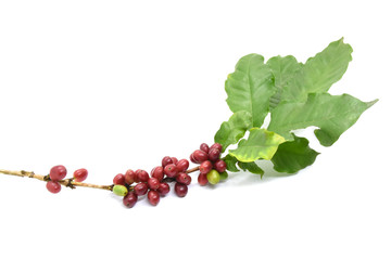 Coffee berries and leaves green on branch, White background.