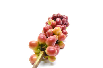 Coffee berries and leaves green on branch, White background.