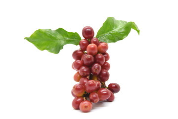 Coffee berries and leaves coffee on white background.