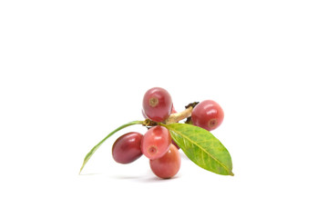 Coffee berries and leaves green on branch, White background.
