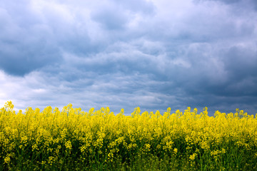 Obraz premium Rape flowers and gray clouds .