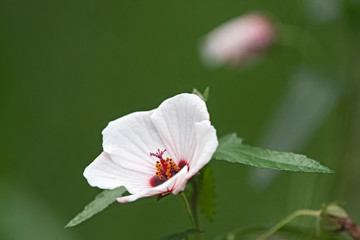 pink flower - Pavonia hastata - Sydney - Australia