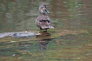Pacific Duck - Sydney - Australia