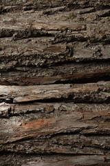 Tree bark texture. Nature life background.