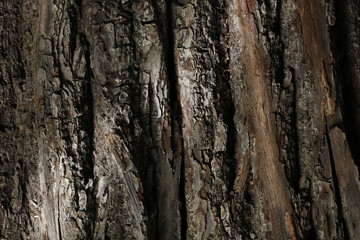 Tree bark texture. Nature life background.