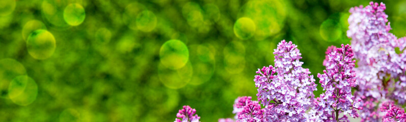 Branch with spring lilac flowers. Nature background.