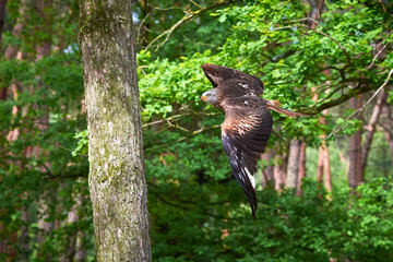 Red Kite in flight (Milvus milvus), Falconry	