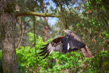 Red Kite in flight (Milvus milvus), Falconry	