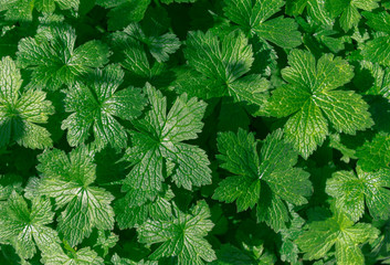 Very Verdant and lush close up on a green leafy bush
