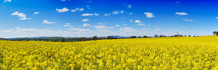 Obraz premium Beautiful countryside landscape: Golden rapeseed field and blue sky with clouds on a sunny day