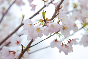 Cherry blossom close-up, selective focus and blurred background