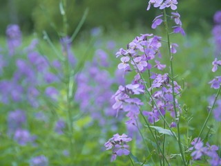 Close-up of a purple flower growing in a field, nature background