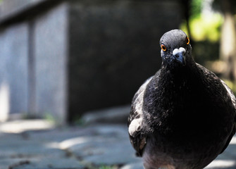 pigeon on a background