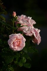 Close up of beautiful pink roses in the garden