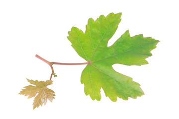 Branch of vine leaf grape on white background with clipping path