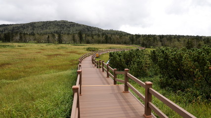 Obraz premium Wooden bridge in Natural Park – a wooden walkway