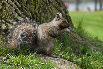 Naklejka na ściany i meble A cute little squirrel at the foot of a tree in city park, gray squirrel