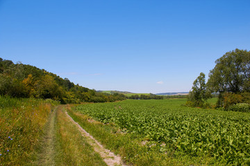 Fototapeta na wymiar green beets field,sugar beet field landscape and field road