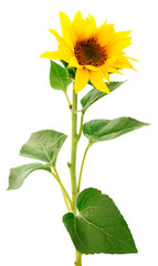 Group of yellow bright beautiful sunflower flowers.